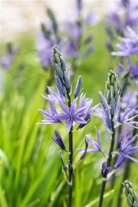 Camassia leichtlinii 'Caerulea' geen maat specificatie 0,55L/P9cm - afbeelding 3