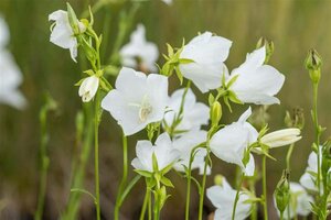 Campanula pers. 'Grandiflora Alba' geen maat specificatie 0,55L/P9cm