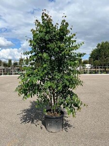 Cercidiphyllum japonicum 250-300 cm cont. 70L meerstammig 3 stam