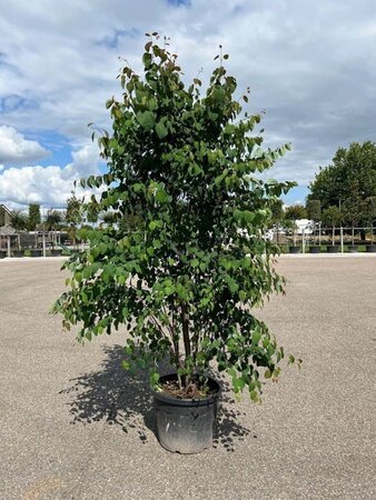 Cercidiphyllum japonicum 250-300 cm container meerstammig