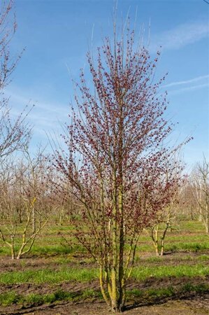 Cercidiphyllum japonicum 300-350 cm cont. 110L meerstammig - afbeelding 1