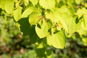 Cercidiphyllum japonicum 300-350 cm cont. 110L meerstammig - afbeelding 10