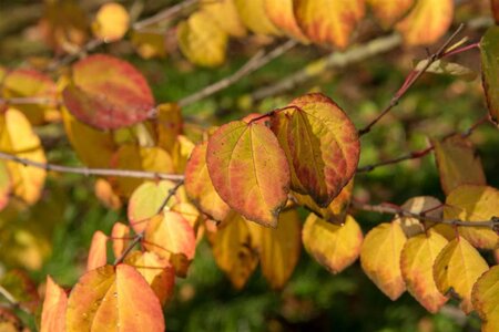 Cercidiphyllum japonicum 300-350 cm cont. 110L meerstammig - afbeelding 9