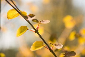 Cercidiphyllum japonicum 300-350 cm cont. 110L meerstammig - afbeelding 7