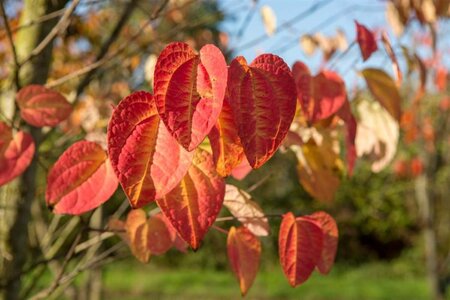 Cercidiphyllum japonicum 300-350 cm cont. 110L meerstammig - afbeelding 6