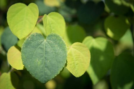 Cercidiphyllum japonicum 300-350 cm cont. 110L meerstammig - afbeelding 5