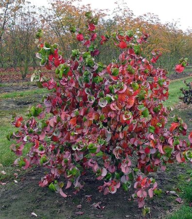 Cercidiphyllum japonicum 300-350 cm cont. 110L meerstammig - afbeelding 4