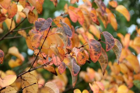 Cercidiphyllum japonicum 300-350 cm cont. 110L meerstammig - afbeelding 3