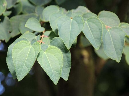 Cercidiphyllum japonicum 300-350 cm cont. 110L meerstammig - afbeelding 2