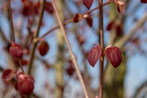 Cercidiphyllum japonicum 300-350 cm cont. 110L meerstammig - afbeelding 11