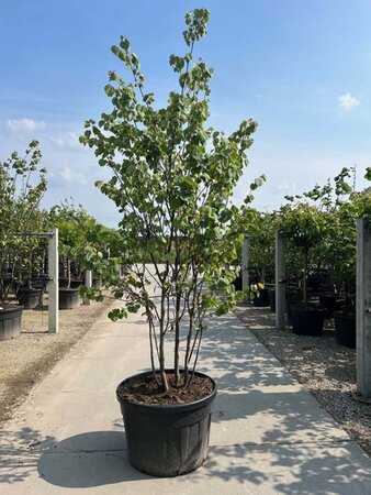 Cercis siliquastrum 250-300 cm cont. 180L meerstammig