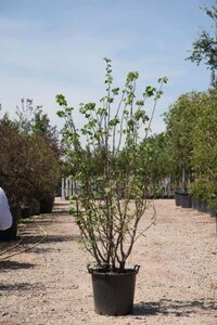 Cercis siliquastrum 'Alba' 200-250 cm cont. 90L meerstammig - afbeelding 2