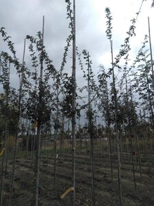 Acer campestre 'Elsrijk' 6-8 Hoogstam wortelgoed