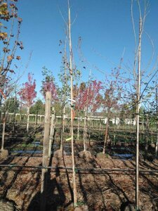 Acer campestre 'Lienco' 10-12 Hoogstam draadkluit - afbeelding 1