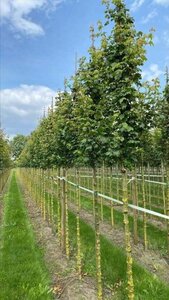 Acer campestre 'Lienco' 10-12 Hoogstam draadkluit - afbeelding 2