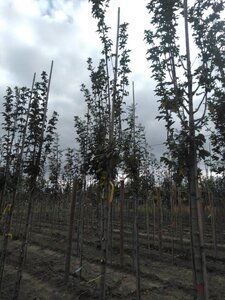 Acer campestre 'Lienco' 8-10 Hoogstam wortelgoed