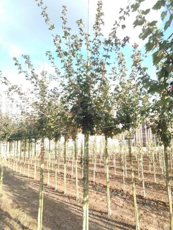 Acer campestre 'Red Shine' 12-14 Hoogstam wortelgoed 2 X verplant