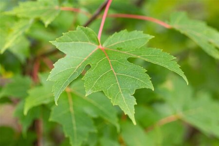 Acer freemanii 'Autumn Blaze' = 'Jeffersred' 6-8 Hoogstam wortelgoed - afbeelding 1