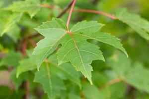 Acer freemanii 'Autumn Blaze' = 'Jeffersred' 6-8 Hoogstam wortelgoed - afbeelding 1