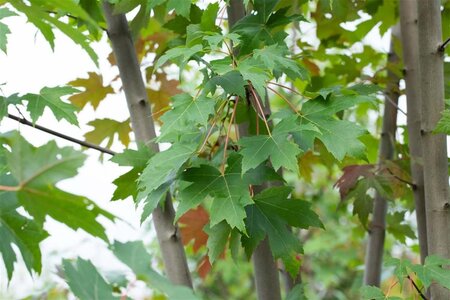 Acer freemanii 'Autumn Blaze' = 'Jeffersred' 6-8 Hoogstam wortelgoed - afbeelding 3