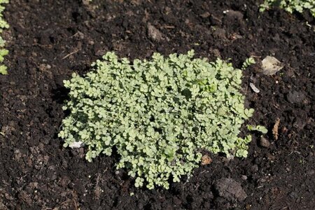 Acaena buchananii geen maat specificatie 0,55L/P9cm - afbeelding 6