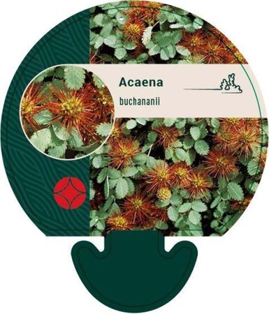 Acaena buchananii geen maat specificatie 0,55L/P9cm - afbeelding 1