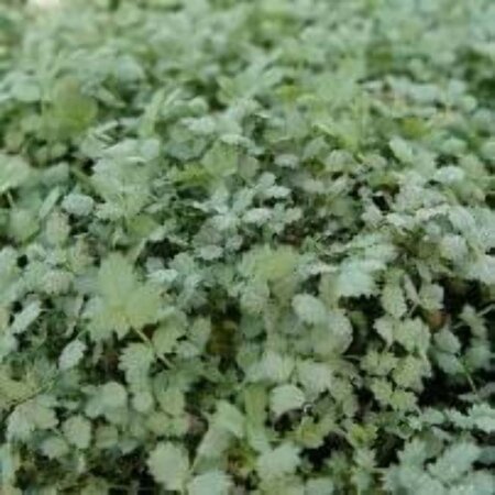 Acaena buchananii geen maat specificatie 0,55L/P9cm - afbeelding 4