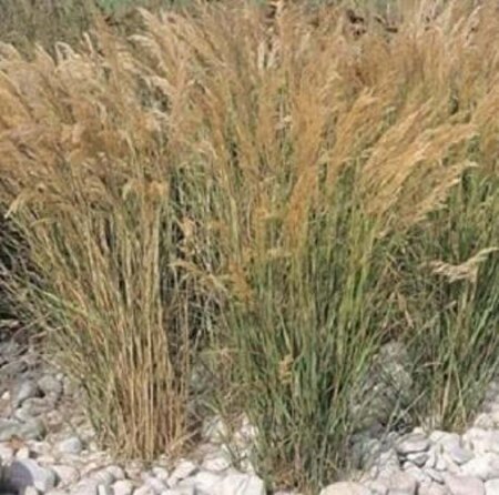 Achnatherum calamagrostis geen maat specificatie 0,55L/P9cm - afbeelding 3