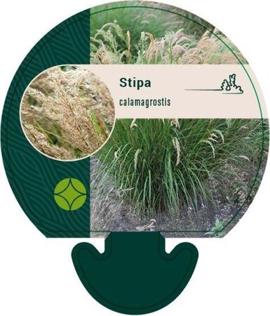 Achnatherum calamagrostis geen maat specificatie 0,55L/P9cm - afbeelding 1