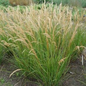 Achnatherum calamagrostis geen maat specificatie 0,55L/P9cm - afbeelding 2