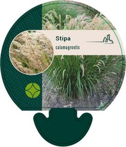 Achnatherum calamagrostis geen maat specificatie 0,55L/P9cm - image 1