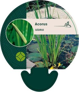 Acorus calamus geen maat specificatie 0,55L/P9cm - afbeelding 4