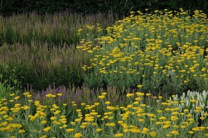 Achillea 'Coronation Gold' geen maat specificatie 0,55L/P9cm - afbeelding 1