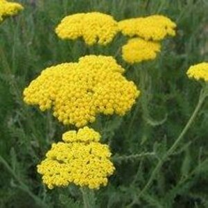 Achillea 'Coronation Gold' geen maat specificatie 0,55L/P9cm - afbeelding 5