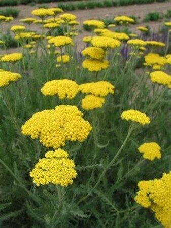 Achillea 'Coronation Gold' geen maat specificatie 0,55L/P9cm - afbeelding 6