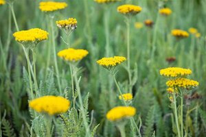 Achillea 'Coronation Gold' geen maat specificatie 0,55L/P9cm - afbeelding 2