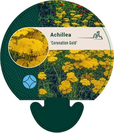 Achillea 'Coronation Gold' geen maat specificatie 0,55L/P9cm - afbeelding 4