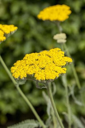 Achillea 'Coronation Gold' geen maat specificatie 0,55L/P9cm - afbeelding 3