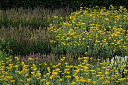 Achillea 'Coronation Gold' geen maat specificatie 0,55L/P9cm - image 1