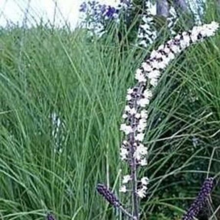 Actaea 'Chocoholic' geen maat specificatie 0,55L/P9cm - afbeelding 1