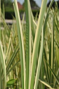 Acorus calamus 'Variegatus' geen maat specificatie 0,55L/P9cm
