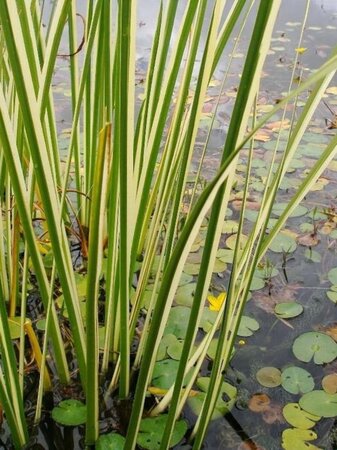 Acorus calamus 'Variegatus' geen maat specificatie 0,55L/P9cm - afbeelding 1