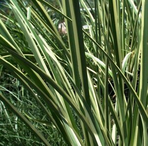 Acorus calamus 'Variegatus' geen maat specificatie 0,55L/P9cm - afbeelding 2