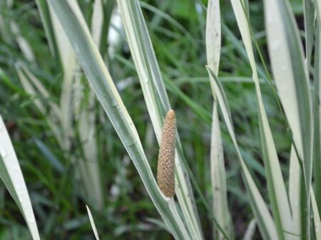 Acorus calamus 'Variegatus' geen maat specificatie 0,55L/P9cm - afbeelding 3