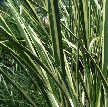 Acorus calamus 'Variegatus' geen maat specificatie 0,55L/P9cm - image 2