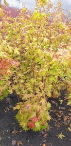 Acer pal. 'Summer Gold' 100-125 cm met kluit