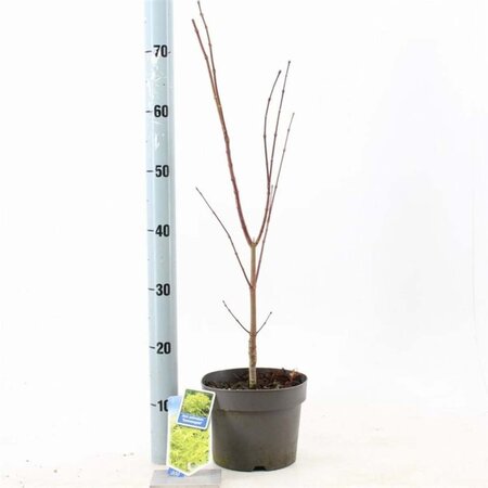 Acer pal. 'Summer Gold' 40-50 cm cont. 3,0L - afbeelding 1