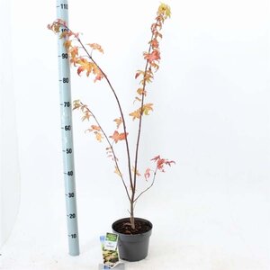 Acer pal. 'Summer Gold' 40-50 cm cont. 3,0L - afbeelding 2