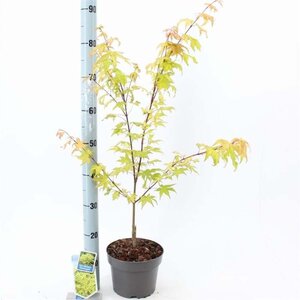 Acer pal. 'Summer Gold' 40-50 cm cont. 3,0L - afbeelding 3