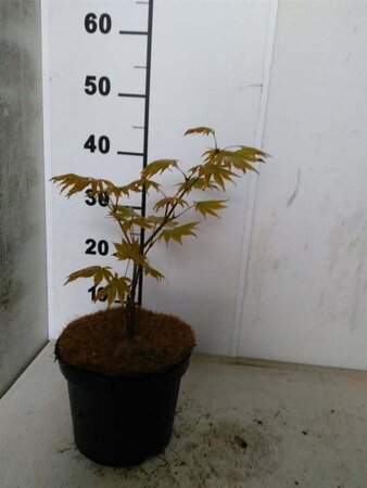 Acer pal. 'Tsumagaki' 30-40 cm cont. 3,0L